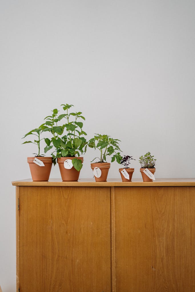 A lineup of potted herbs on a wooden cabinet for a summer hostess gift
